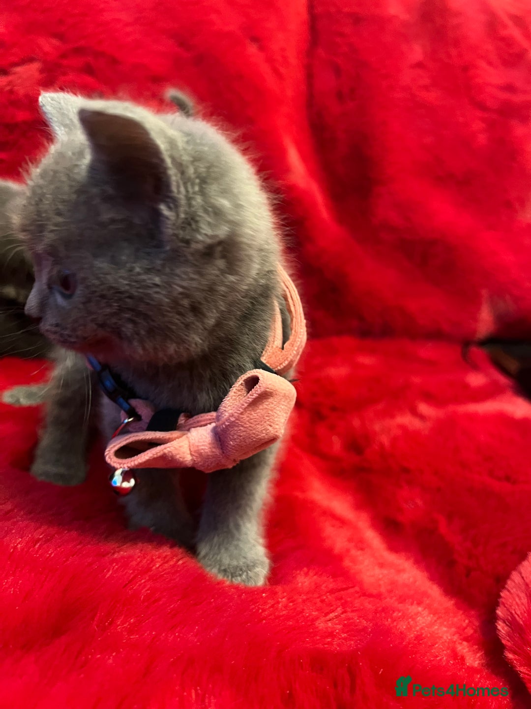 Mixed Breed cats for sale: kittens looking for a new home - Advert 19