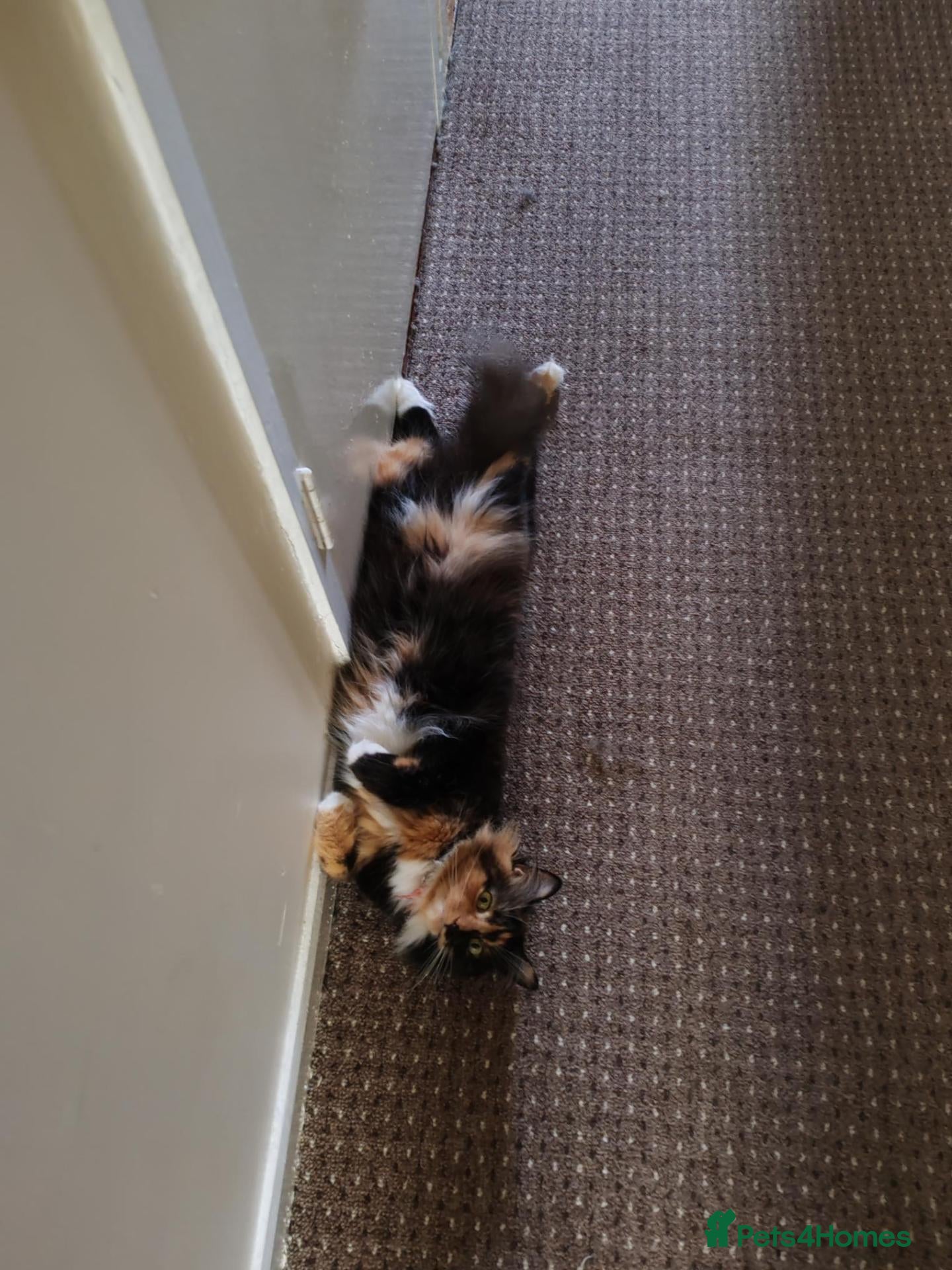 British Shorthair cats for sale: 6 Beautiful, fluffy, black and calico kittens - Advert 4