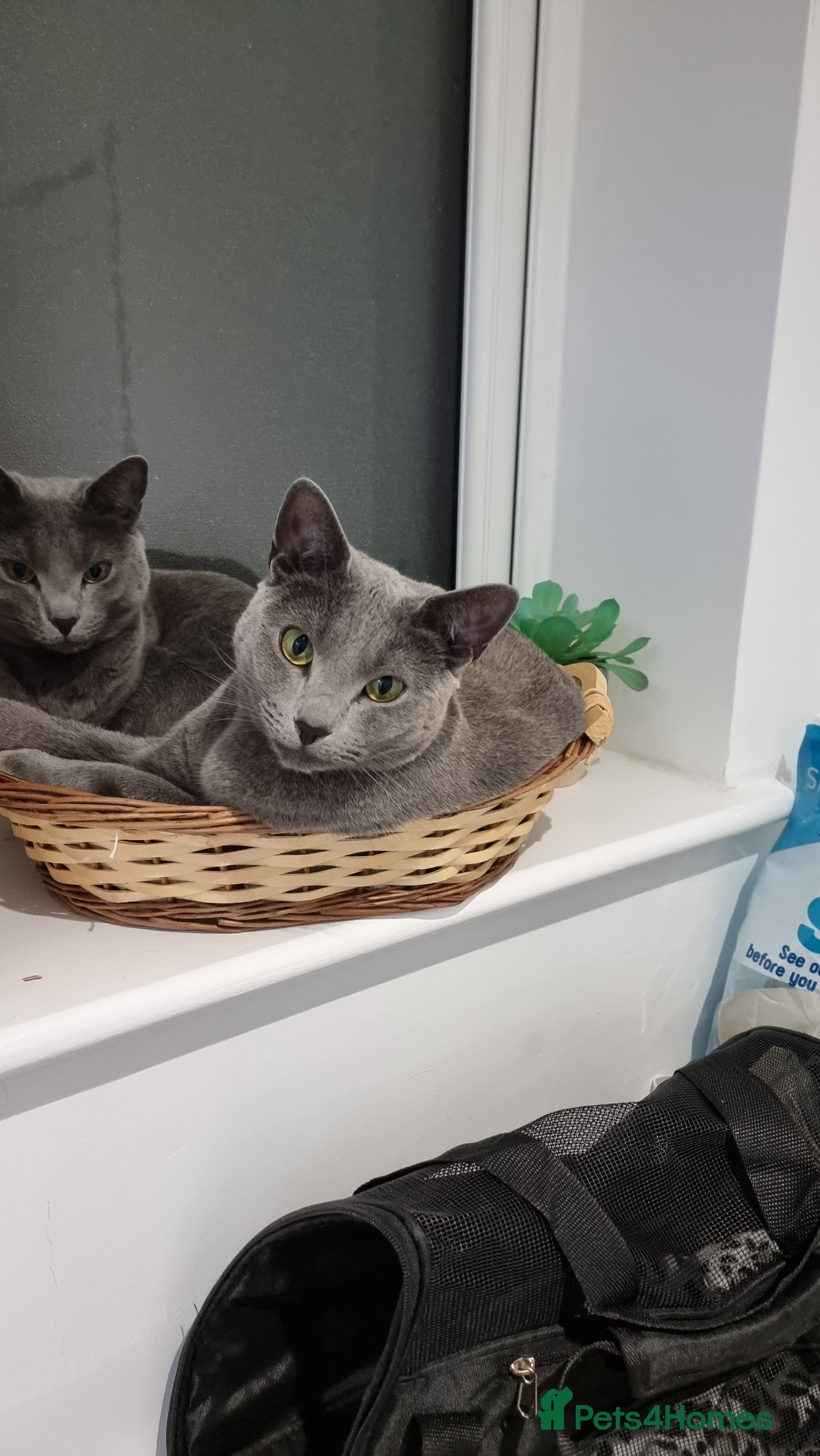 Russian Blue cats Two incredibly affectionate Russian Blue siblings  - Advert 1