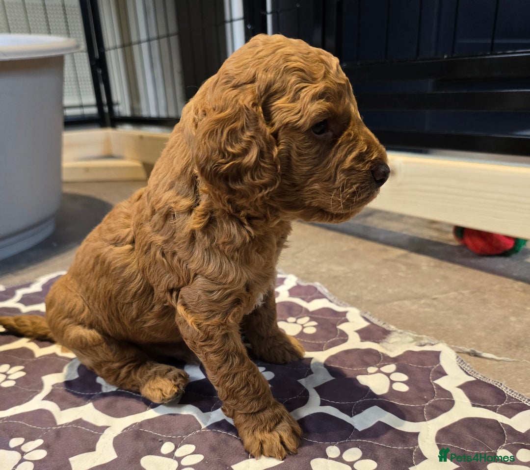 Cavapoo dogs for sale: Cavapoo puppies extensive health tested - Advert 17