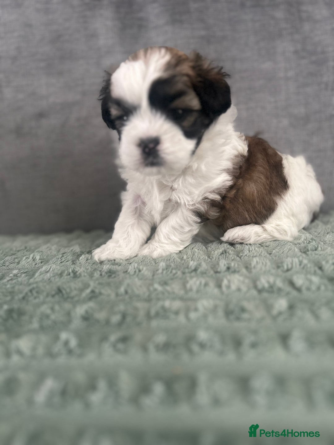 Shihpoo dogs for sale: Beautiful Red and White Parti Shipoo Girls  - Image 4