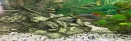 Sharks fish for sale: Fish tank 275L and fish - Advert 6
