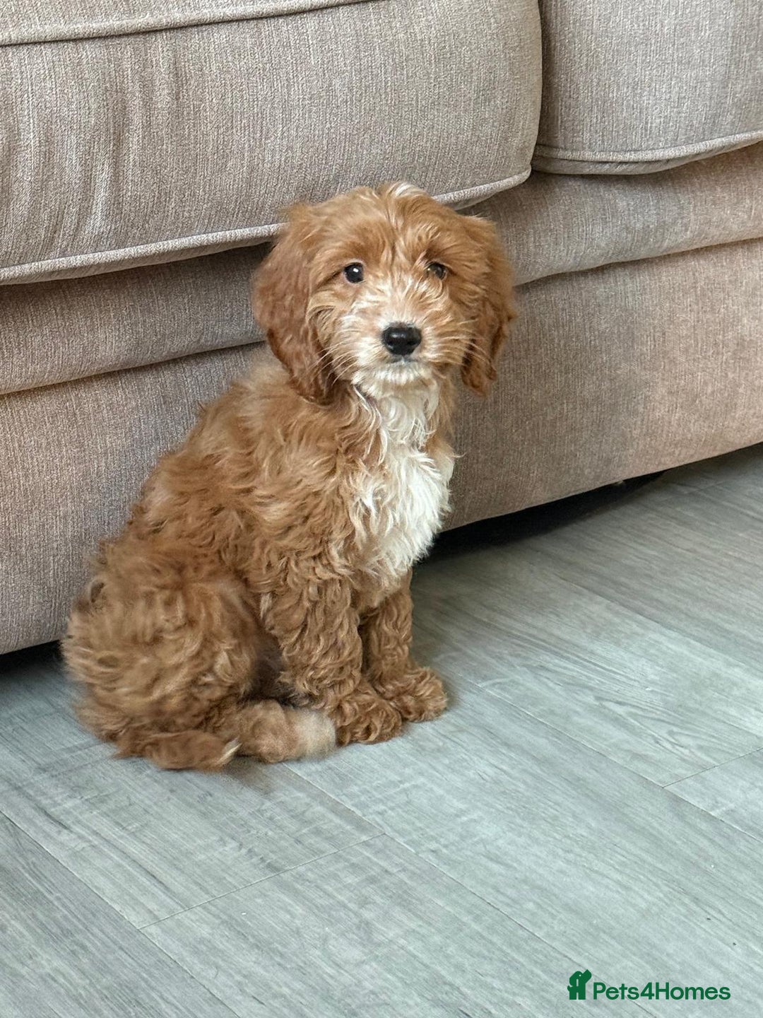 Cockapoo dogs for sale: F1 mixed coloured Cockapoo puppies - Advert 8