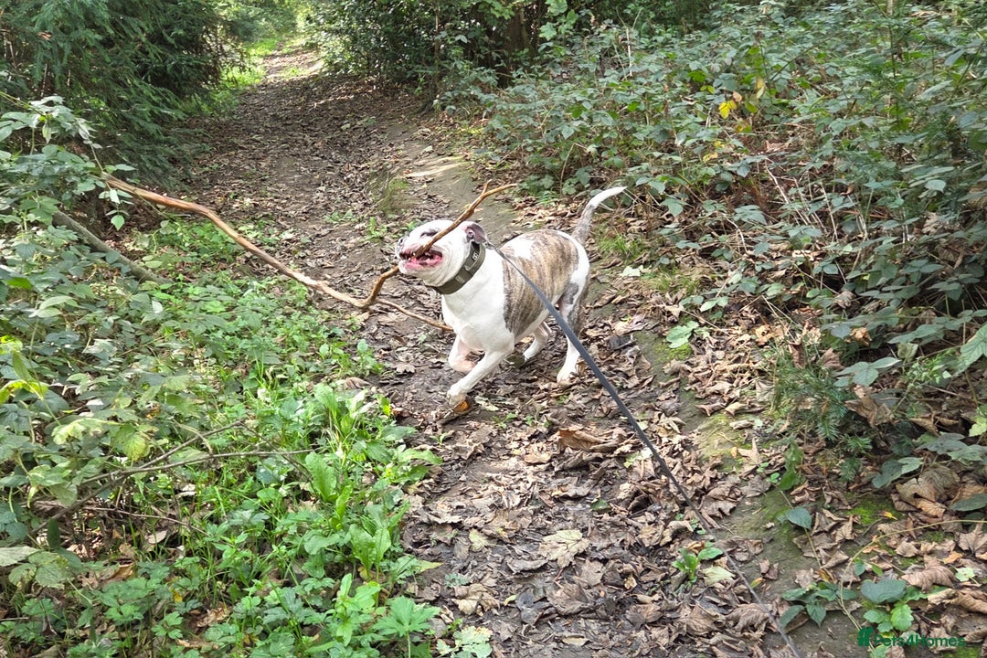 American Bulldog dogs for sale: Rescue Ozzy  - Image 18