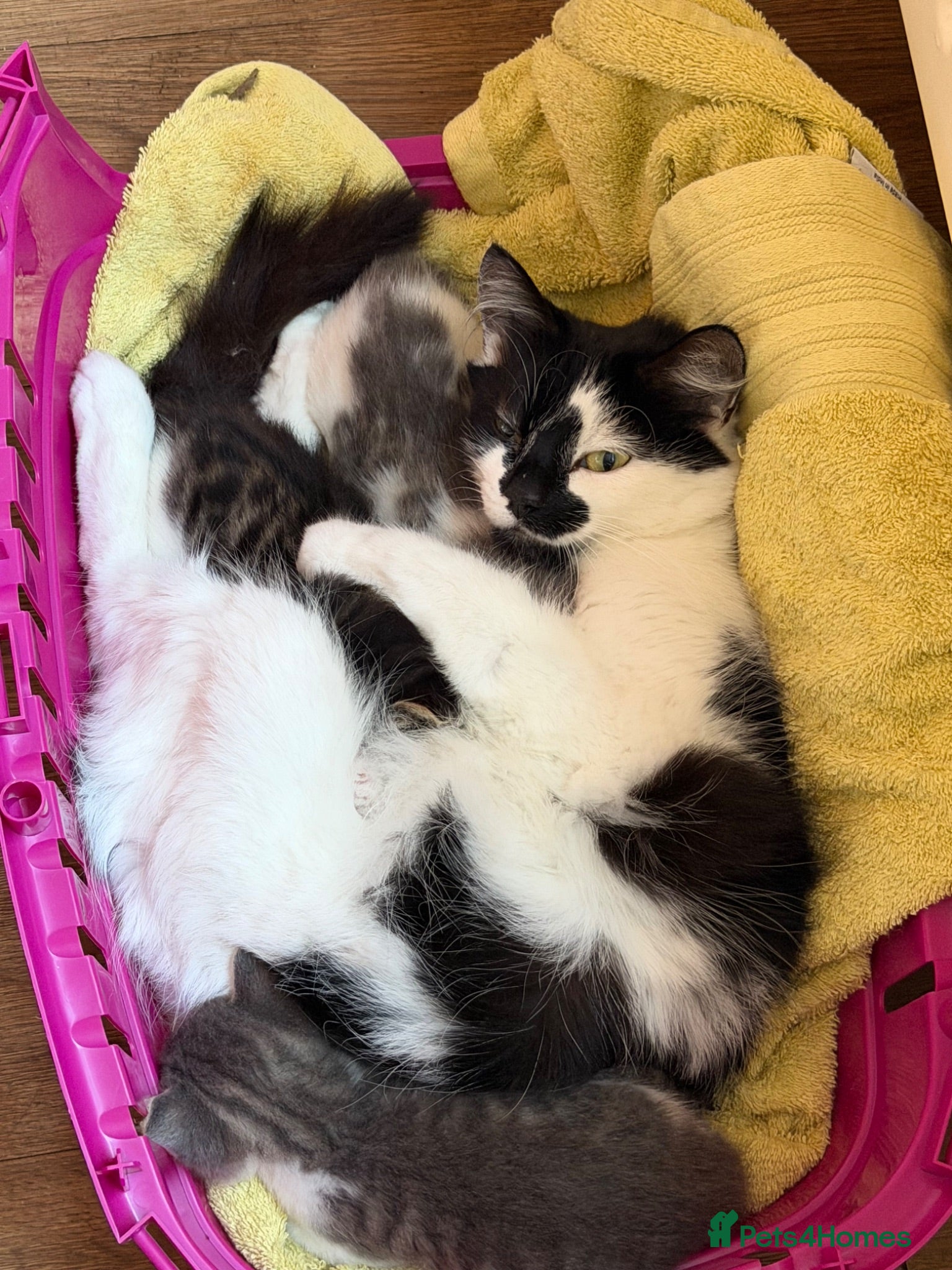 Mixed Breed cats Half persian - Advert 3
