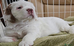 Clumber Spaniel dogs for sale: Female Clumber Spaniel Puppy for Sale - Image 2