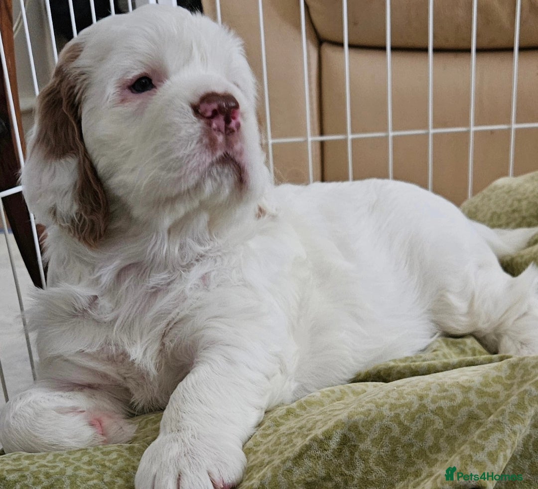 Clumber Spaniel dogs for sale: Female Clumber Spaniel Puppy for Sale - Image 2