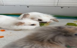 Netherland Dwarf rabbits for sale: Netherland Dwarf x Mini Lop baby bunnies - Image 3
