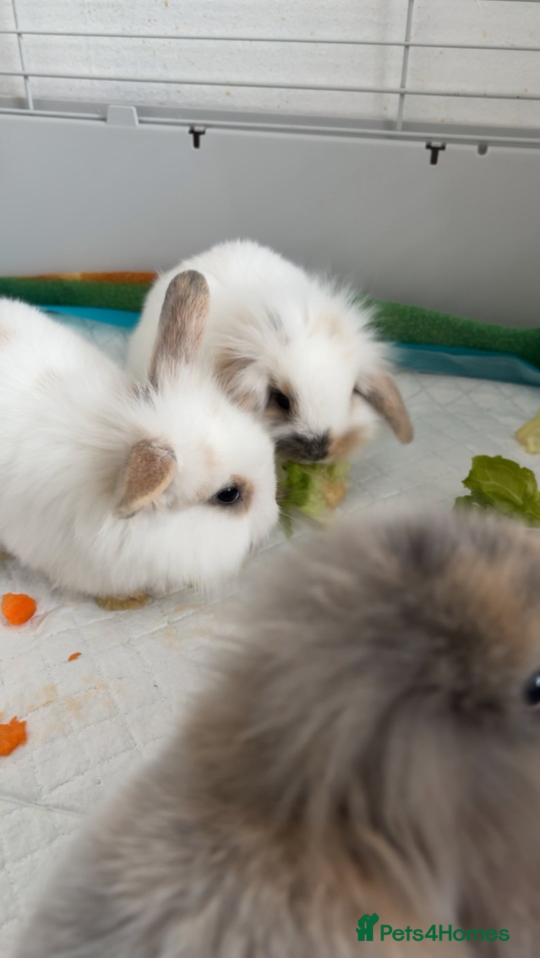 Netherland Dwarf rabbits for sale: Netherland Dwarf x Mini Lop baby bunnies - Image 3
