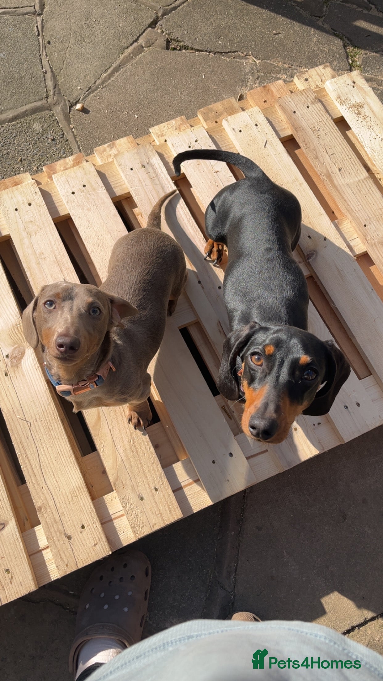 Miniature Dachshund dogs loving forever home needed for my 2 Mini Dachshund - Advert 1