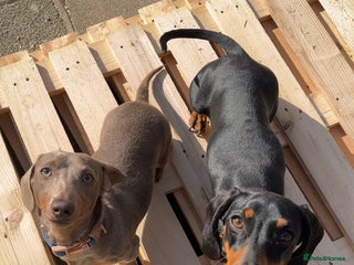 Miniature Dachshund dogs loving forever home needed for my 2 Mini Dachshund - Advert 1