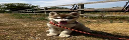 Siberian Husky dogs for sale: Beautiful Purebred Red Siberian Husky Girls - Advert 21