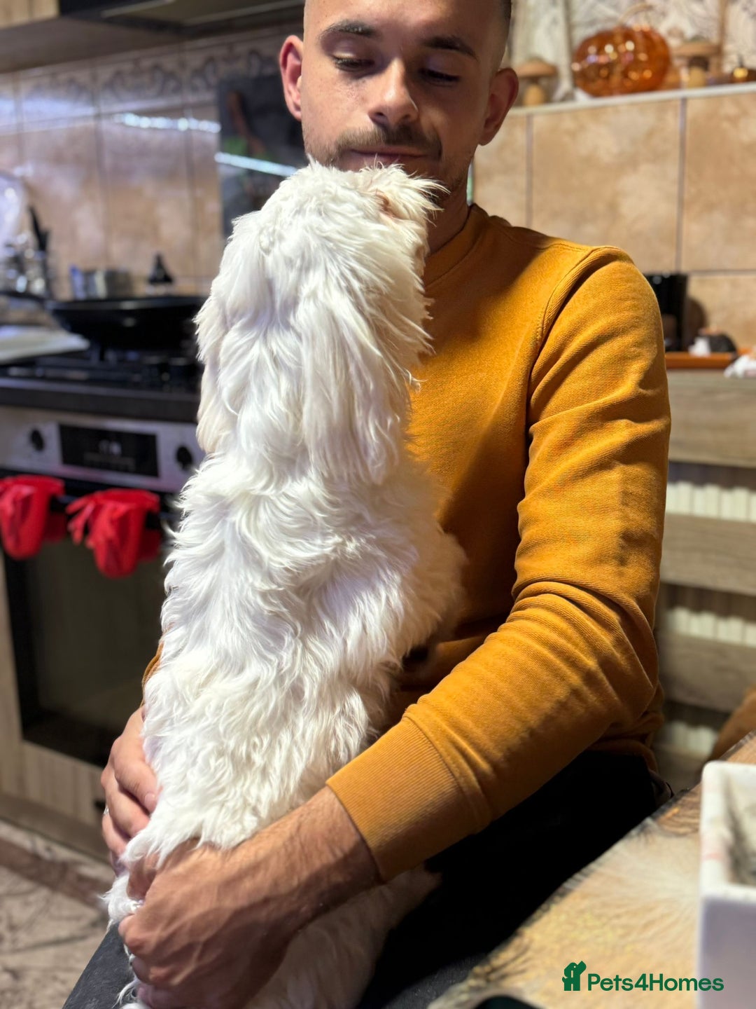 Bichon Frise dogs for adoption: Meet PACO - a Lovely little boy, for a Loving Home - Advert 16