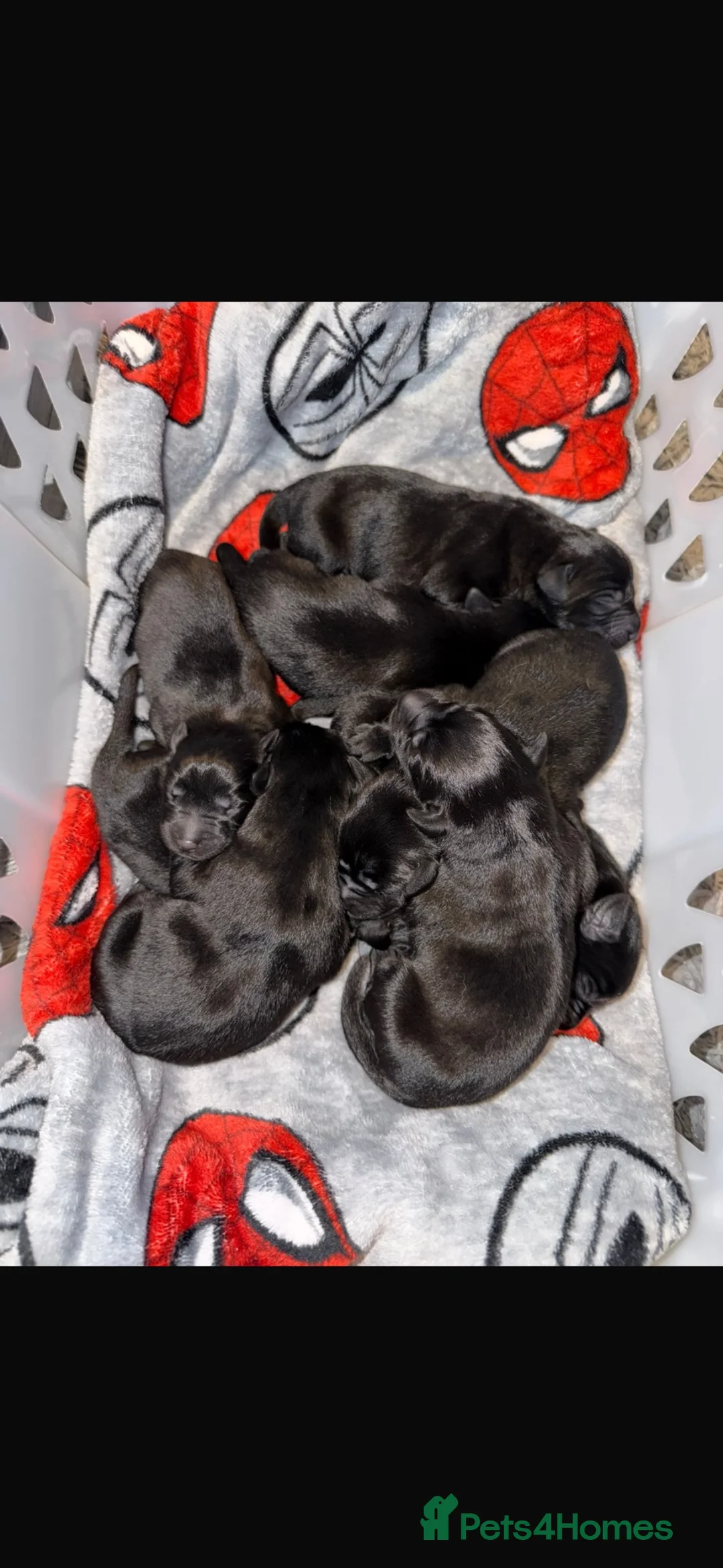 Labrador Retriever dogs for stud: Labrador Stud - Advert 5