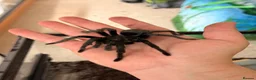 Tarantulas invertebrates for sale: Adult Male Brazilian Black Tarantula in Loughborough - Advert 5
