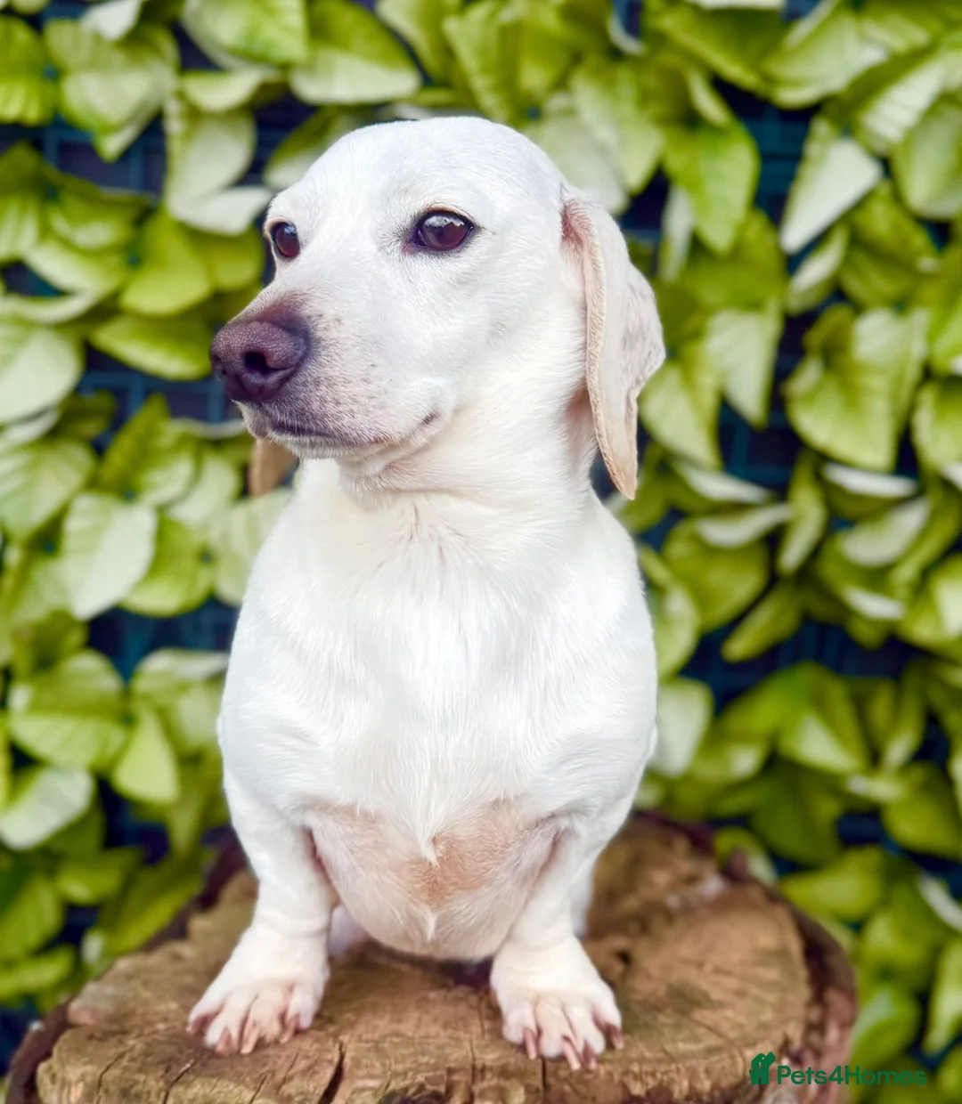Miniature Dachshund dogs for stud: Award winning award-KC Pure White GHOST Smooth - Advert 10