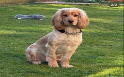 Cocker Spaniel dogs for stud: Cocker Spaniel Stud KC, Health Test, Champ Lines - Image 4