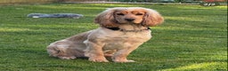 Cocker Spaniel dogs for stud: Cocker Spaniel Stud KC, Health Test, Champ Lines - Advert 4