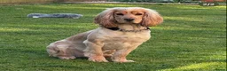 Cocker Spaniel dogs for stud: Cocker Spaniel Stud KC, Health Test, Champ Lines - Advert 4