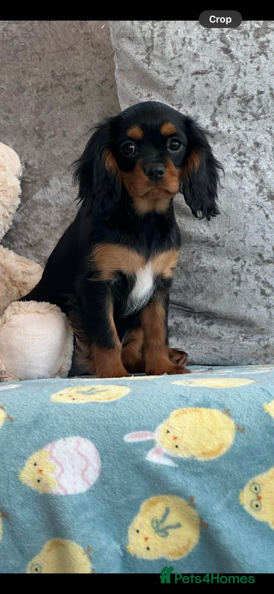 Cavalier King Charles Spaniel dogs Stunning KC Cavalier Puppies  - Advert 2