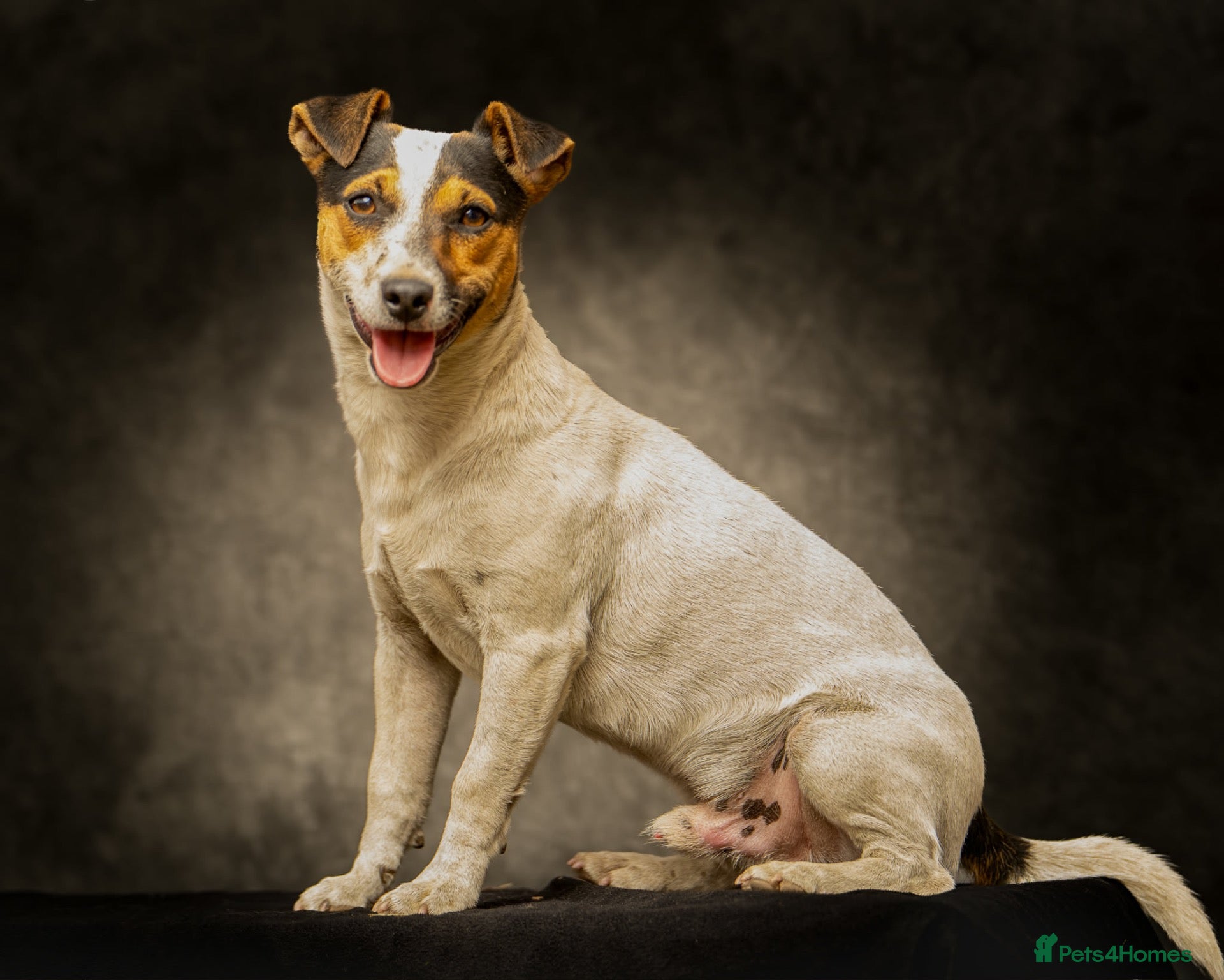 Jack Russell dogs JACK RUSSELL FOR STUD - Advert 12