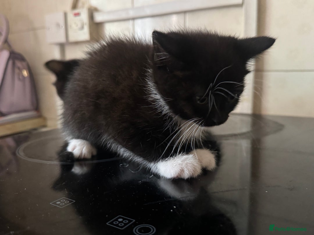 Domestic Shorthair cats for sale: Domestic Kittens - Image 3