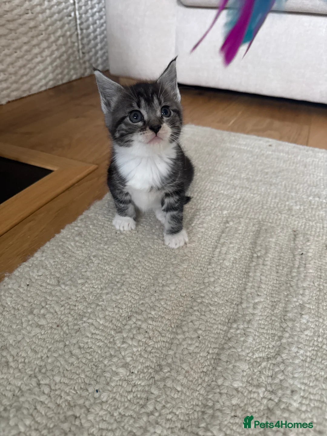 Mixed Breed cats for sale: Maincoon kittens (mixed breed) - Advert 7
