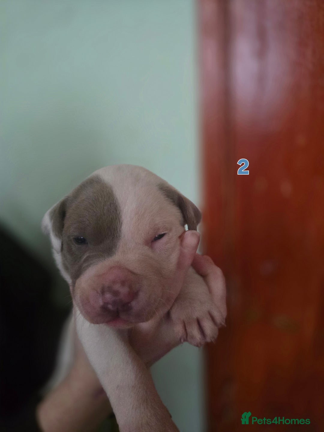 American Bully dogs for sale: Standard American bullys - Advert 12