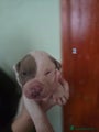 American Bully Puppy 5