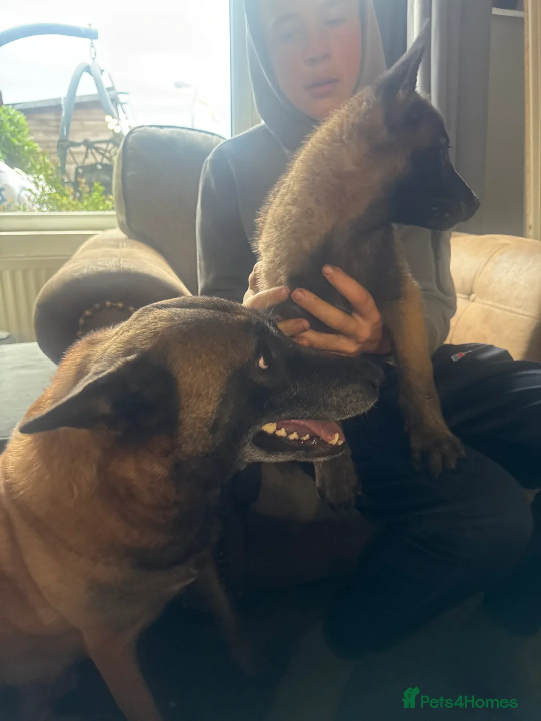 Belgian Shepherd Dog dogs for sale: Belgium malinois puppy’s for sale  in Crook - Advert 2