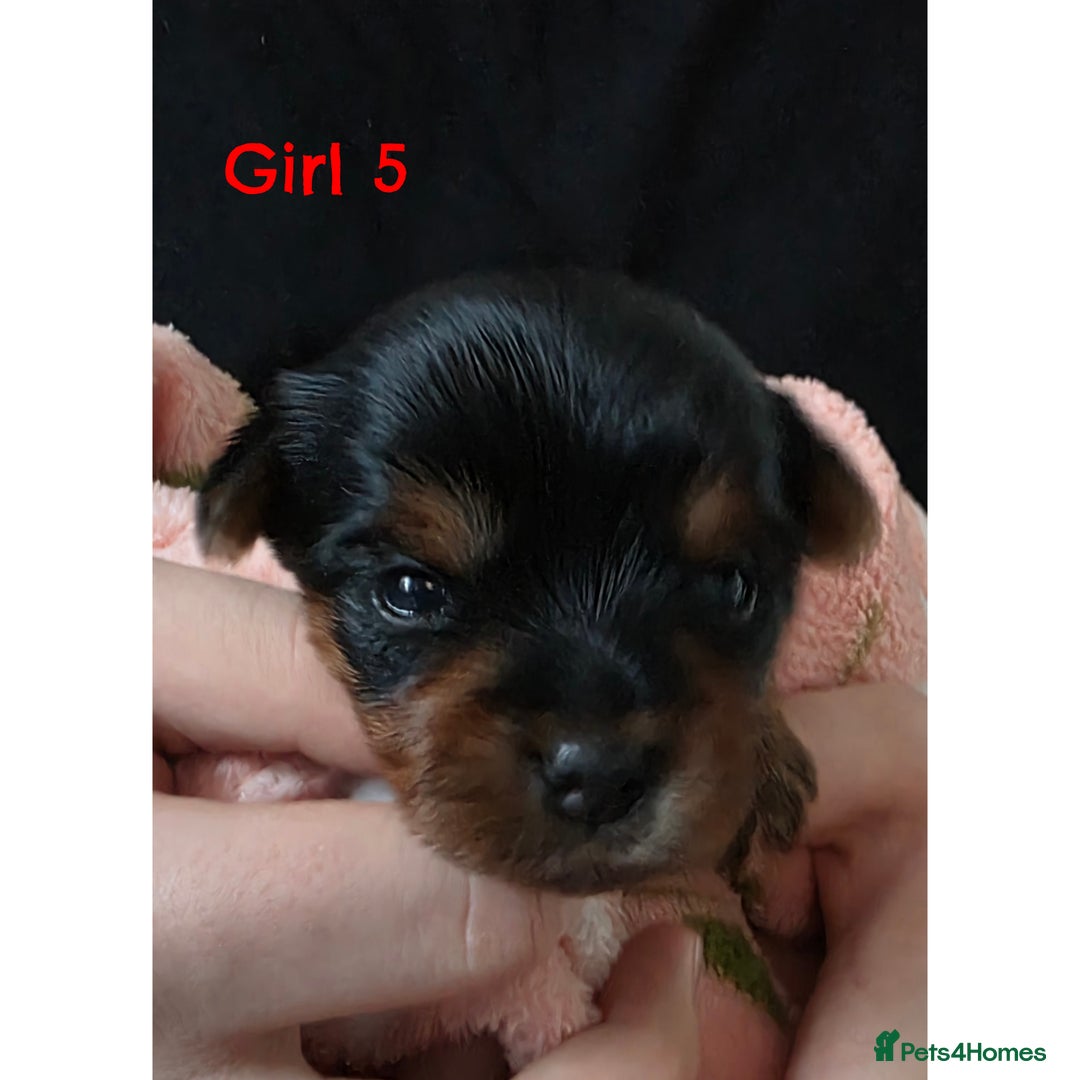 Yorkshire Terrier dogs for sale:  KC Yorkie Puppies🐶❤️ Sired by English Champion🏆 - Advert 7