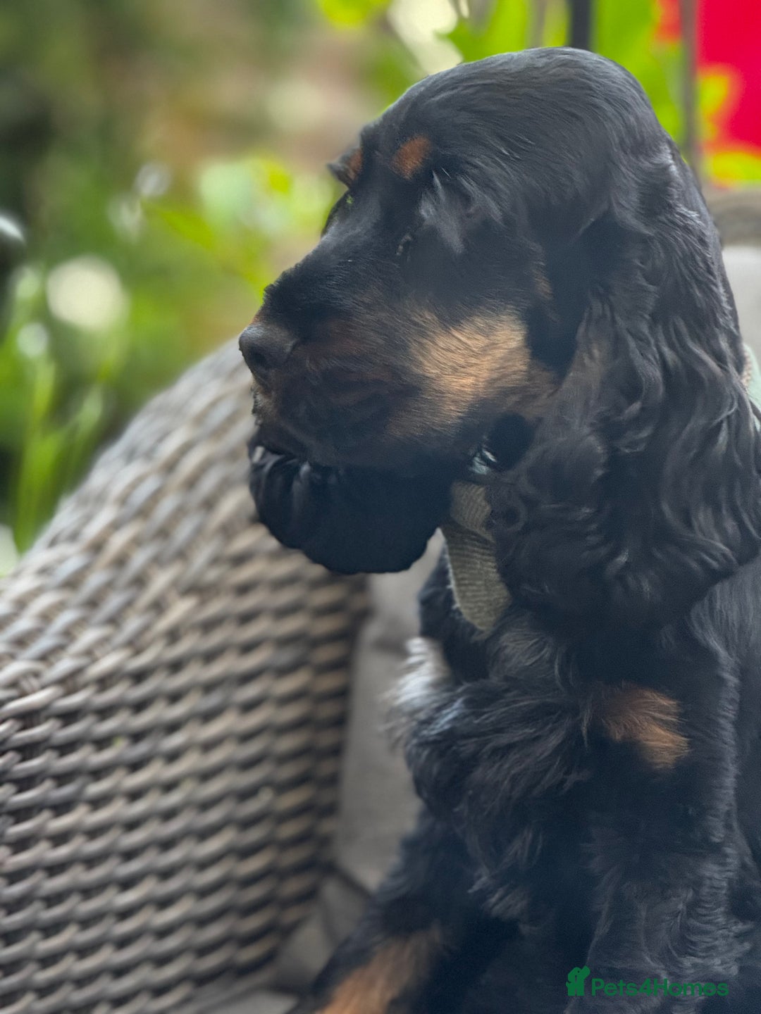 Cocker Spaniel dogs for sale: Stunning show type cocker spaniel boy - Image 2