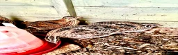 Quail poultry for sale: 10 female Japanese quail in Manningtree - Advert 1