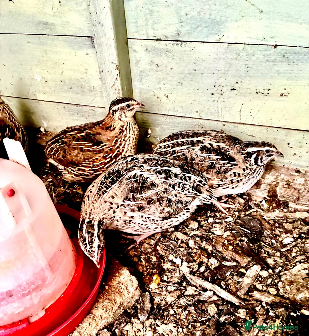 Quail poultry for sale: 10 female Japanese quail in Manningtree - Advert 1