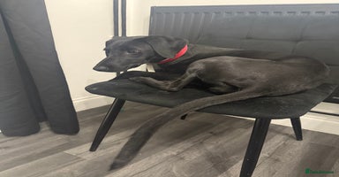 Mixed Breed dogs - Advert 3