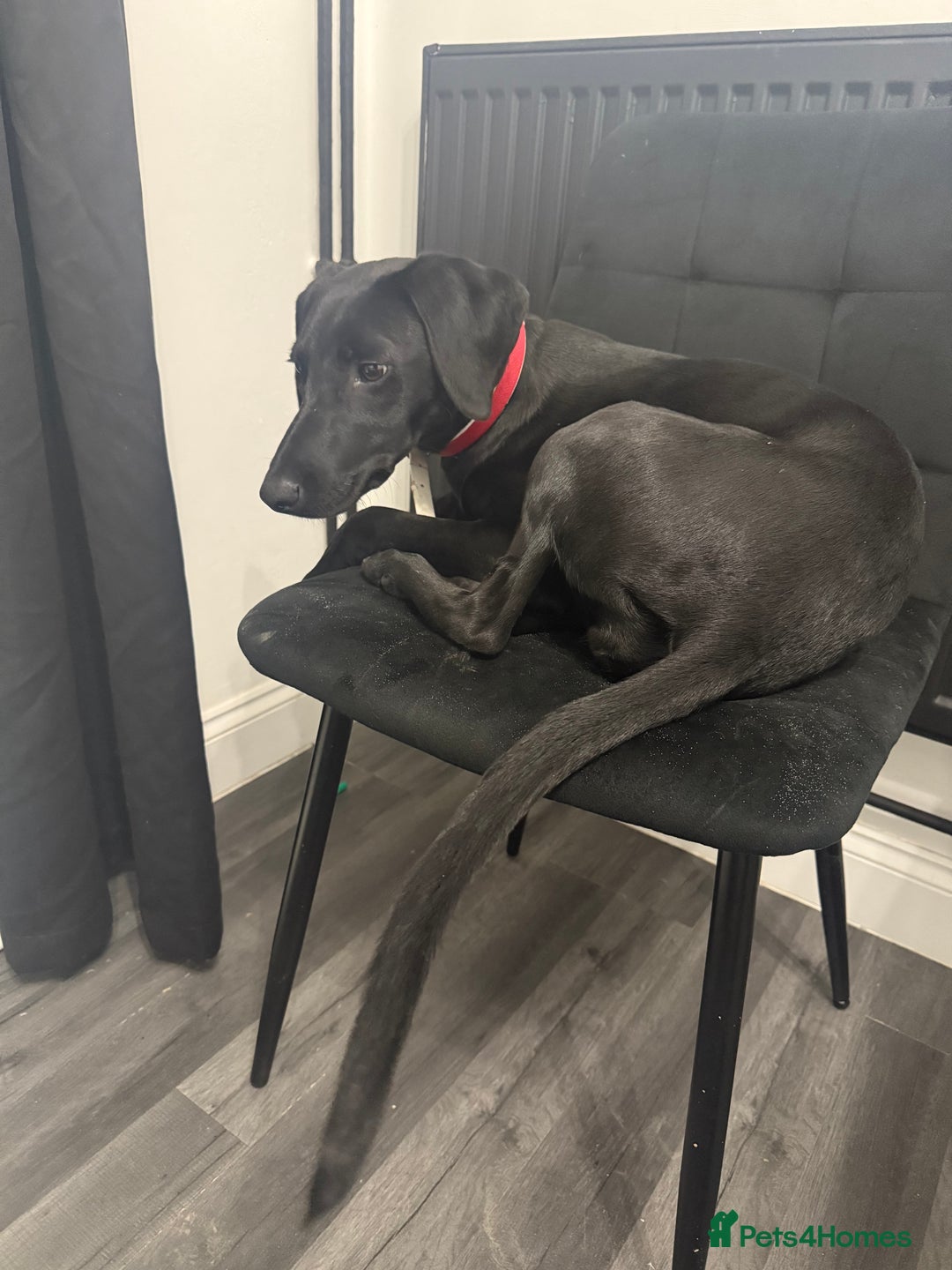 Mixed Breed dogs for sale: 6 month old lab cross puppy  - Advert 3