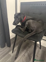 Mixed Breed dogs - Advert 3