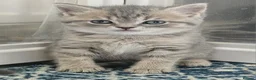 British Shorthair cats for sale: Blue Golden & Blue British Shorthair Kittens  - Advert 13