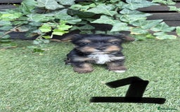Mixed Breed dogs for sale: 4 gorgeous puppies for sale - Image 2