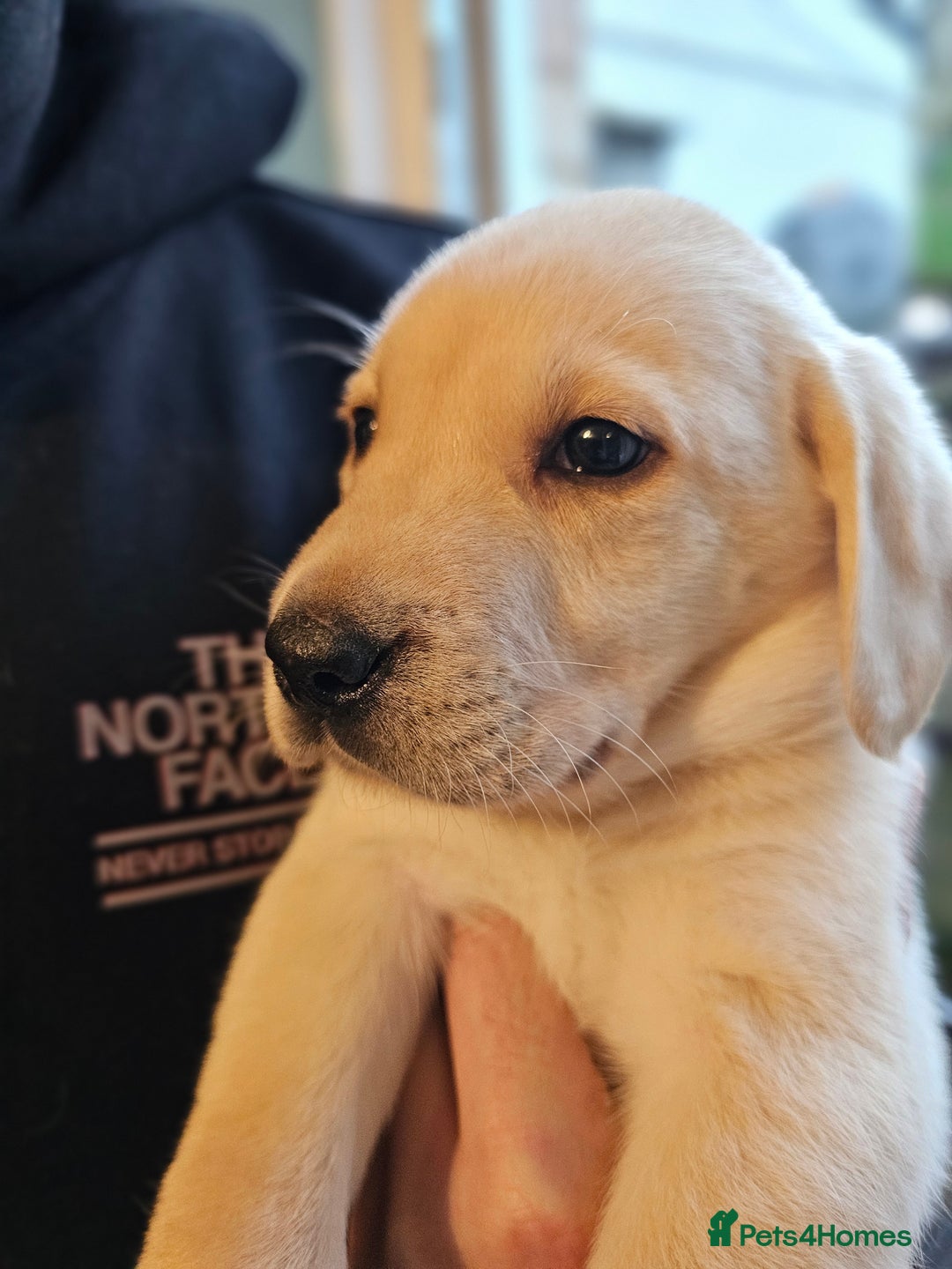 Labrador Retriever dogs for sale: 🐾 Labrador Puppies – Ready Early January 🐾 - Advert 13