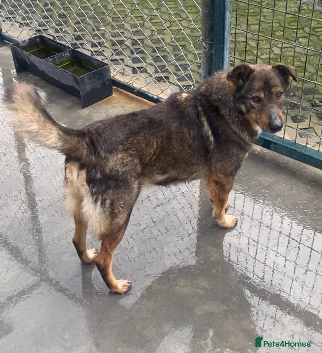 Mixed Breed dogs for adoption: Toshko, approx 10 yrs. Available for adoption. - Advert 2