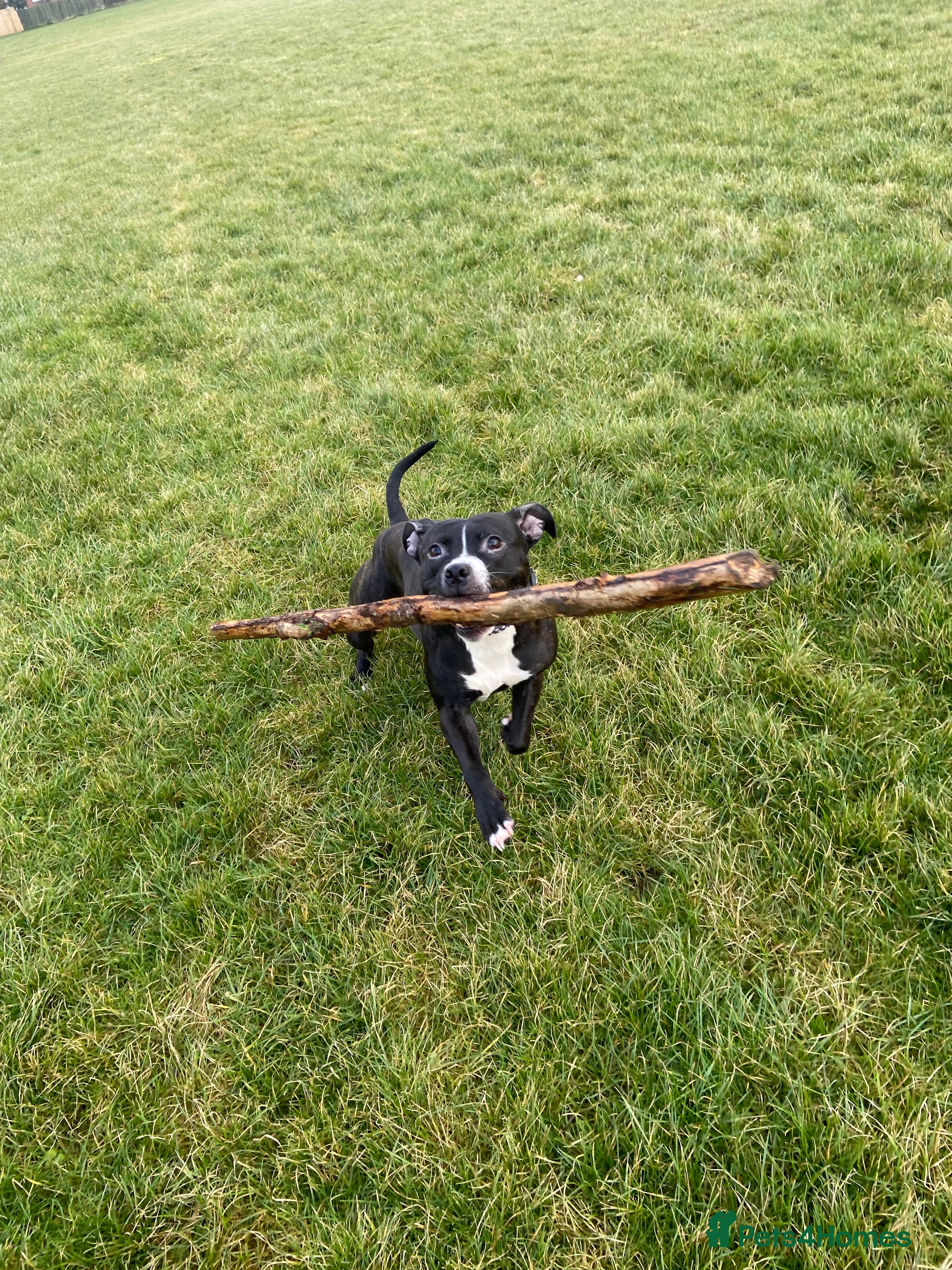 Staffordshire Bull Terrier dogs Lassie the staffy  - Advert 18