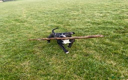 Staffordshire Bull Terrier dogs for sale: Lassie the staffy  - Image 1