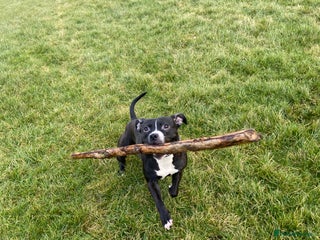 Staffordshire Bull Terrier dogs - Advert 1