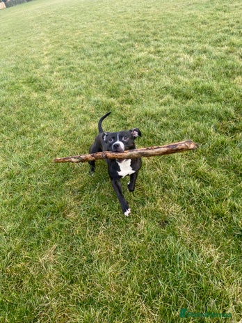 Staffordshire Bull Terrier dogs - Advert 34