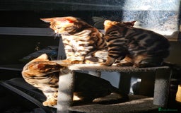 Bengal cats for sale: Brown Rosetted TICA Bengals Ready Now - Advert 10