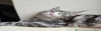 Maine Coon Kitten 1