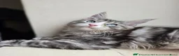 Maine Coon cats for sale: Maine coon Blue eyes + Long Hair - Advert 30