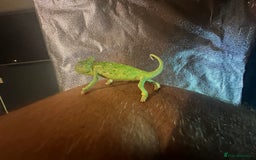 Chameleon reptiles for sale: Baby yemen chameleons  - Image 3