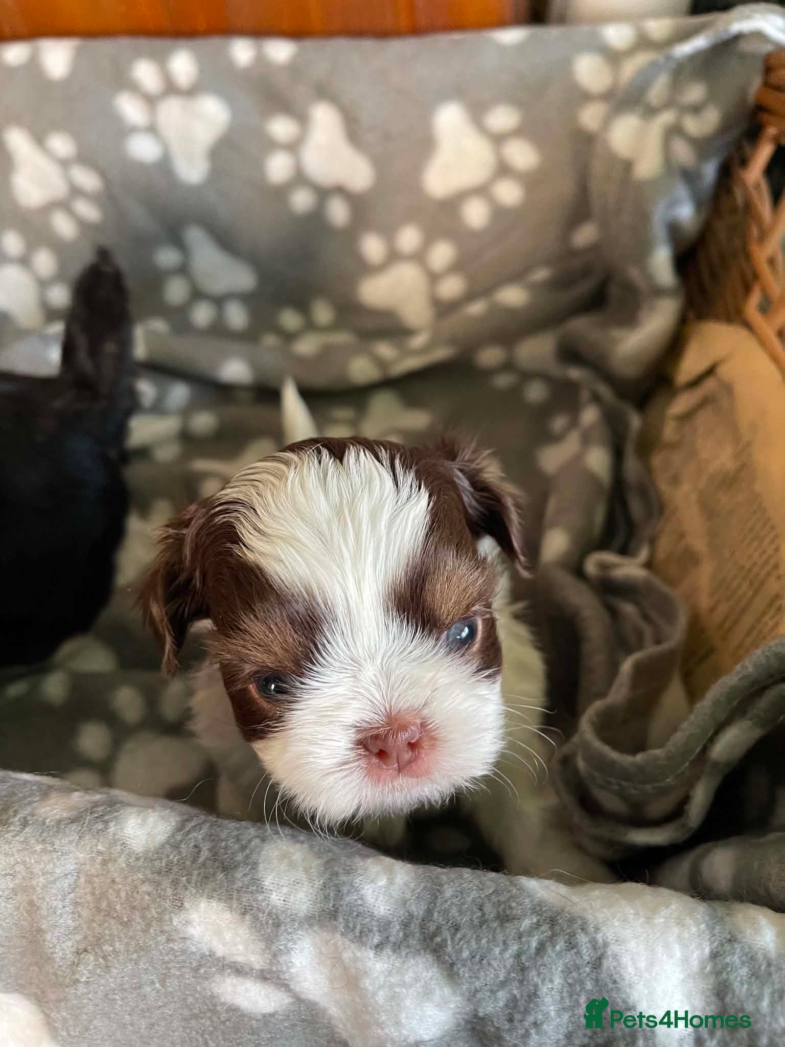 Shih Tzu dogs Imperial dobie shih tzu - Advert 2